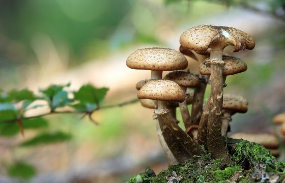 毒蘑菇性能测试平台界面截图，绿色主题的跑分仪表盘显示CPU和GPU实时负载曲线，背景为深色专业评测风格