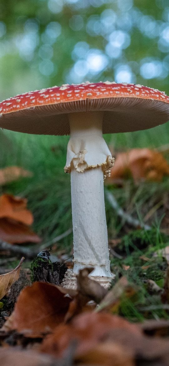 毒蘑菇性能测试 App 历史记录列表界面，按日期倒序排列着多份测试报告条目，每条右侧标注综合得分与测试时长